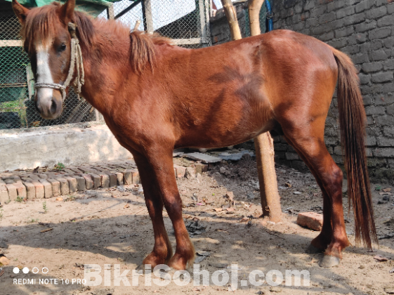 ঘোড়া ঘোড়া ক্রস জাতের বাচ্চা ঘোড়া